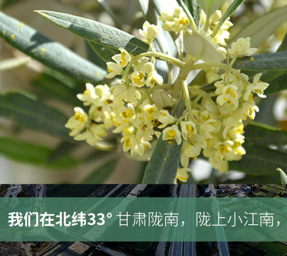武都的氣候、土壤等與地中海沿岸極其相似，同處于世界頂級(jí)油橄欖黃金生產(chǎn)帶（32°58--33°36）年平均氣溫為14.7°，年日照時(shí)數(shù)1911..